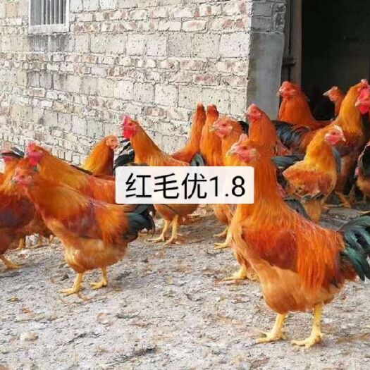 广州三黄鸡苗 红毛优1.8