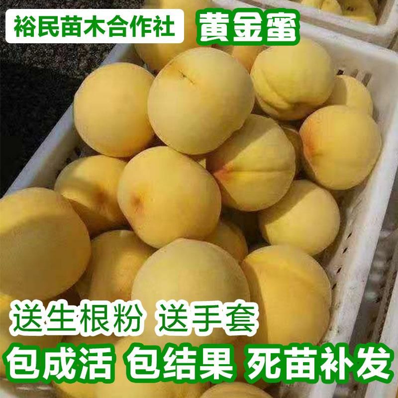 黄金蜜桃树苗 黄金密4号