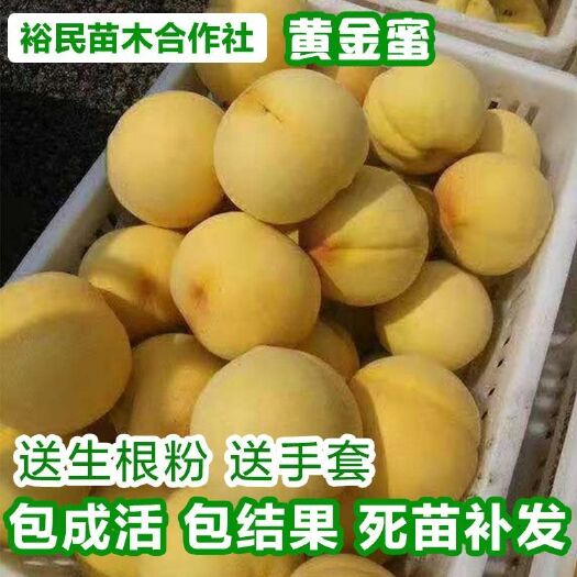 平邑县黄金蜜桃树苗 黄金密4号