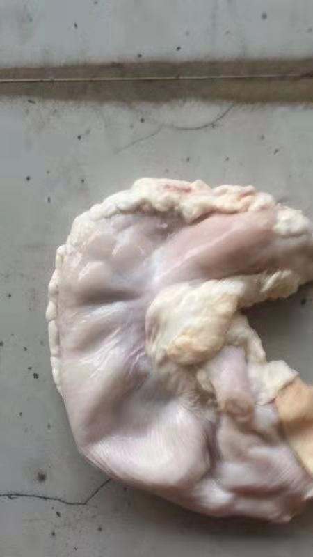 合水县 鲜猪肚