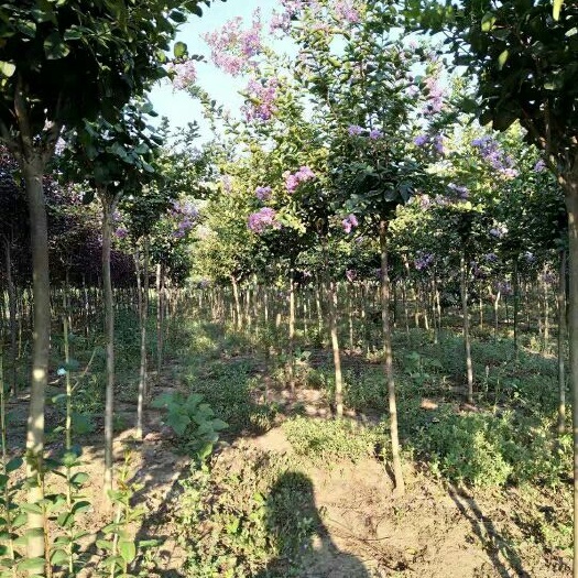 邳州市 紫薇红叶，定杆3---4公分，定杆