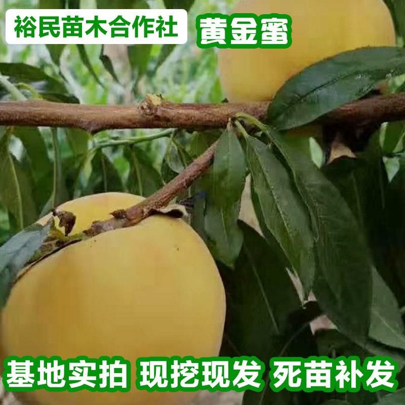 黄金蜜桃树苗 黄金密4号