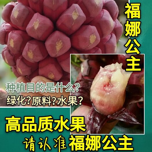 黑老虎  福娜公主:甜蜜 細核 紅巨果!用科技品質助您成功！