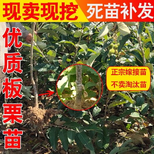 平邑县锥栗苗 板栗苗树大红袍板栗树嫁接树苗锥栗南方北方种植当年结果特大果树
