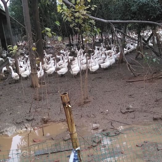 常德 大量出售白鹅有需要的联系我