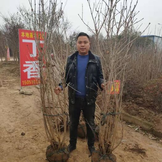 沭阳县 绿化苗木紫花丁香花苗量大联系客服