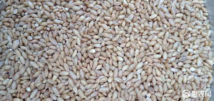 德令哈市昆仑15号青稞 来自青藏高原海拔300米以上的精农粮食作物，