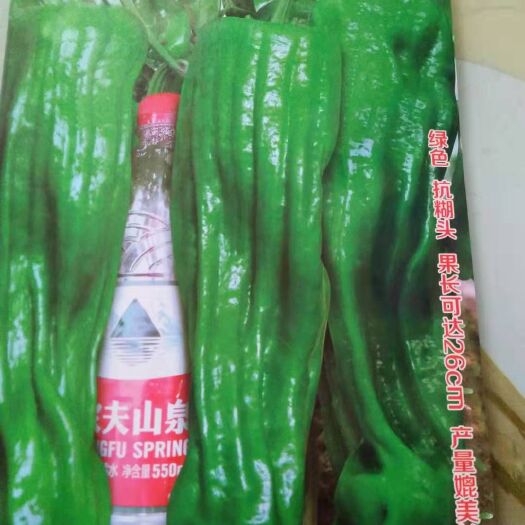 江油市牛角椒苗  一代杂交抗病、抗逆，果大、皮薄，产量高商品性好。