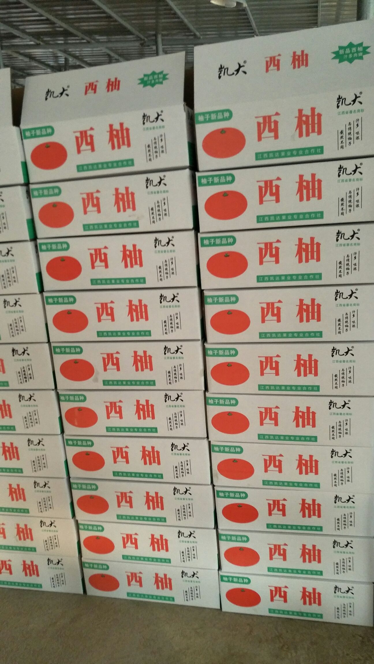 西柚 2斤以上
