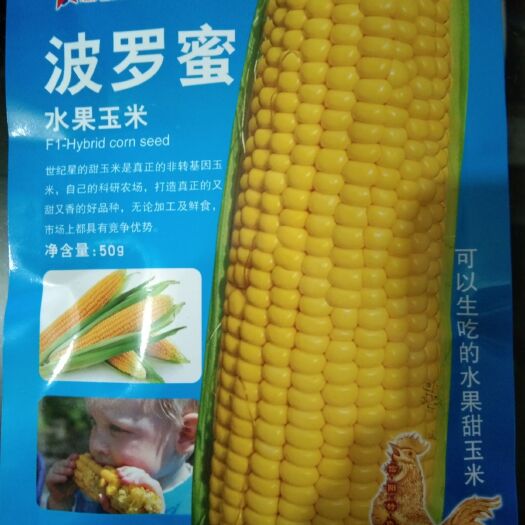 夏邑县 波罗蜜水果玉米种子 可以生吃的甜玉米饱满有光泽不秃顶