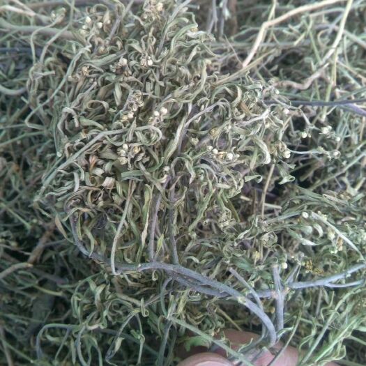 安国市中药材车前草  地稍瓜草，羊母奶草中药材草药