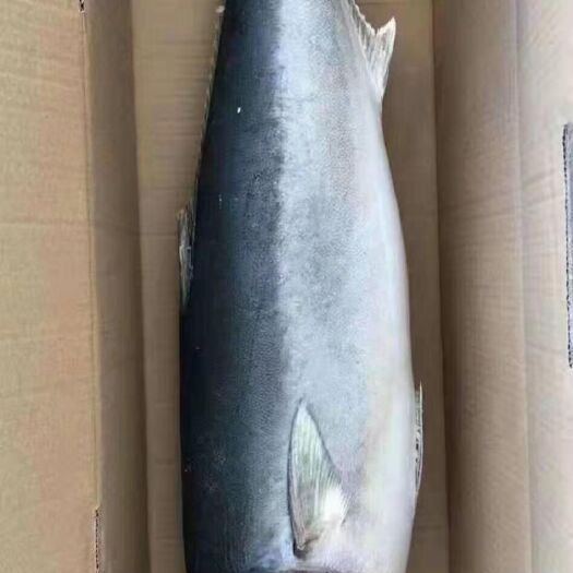 滨州黄金鲅