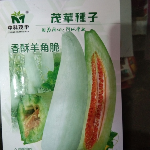 夏邑县羊角脆甜瓜种子 香酥羊角脆 香甜爽口抗病性强坐果率高早熟性佳