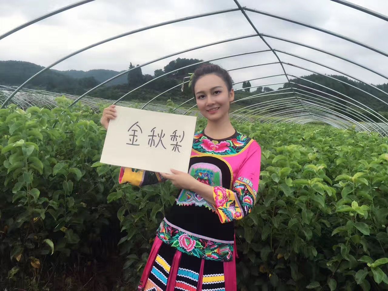 金秋梨苗 产量高，易打理，口感甜，水分足