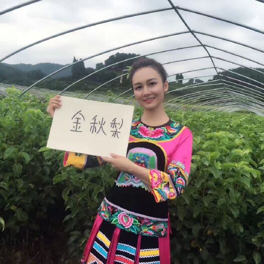 金秋梨苗 產(chǎn)量高，易打理，口感甜，水分足