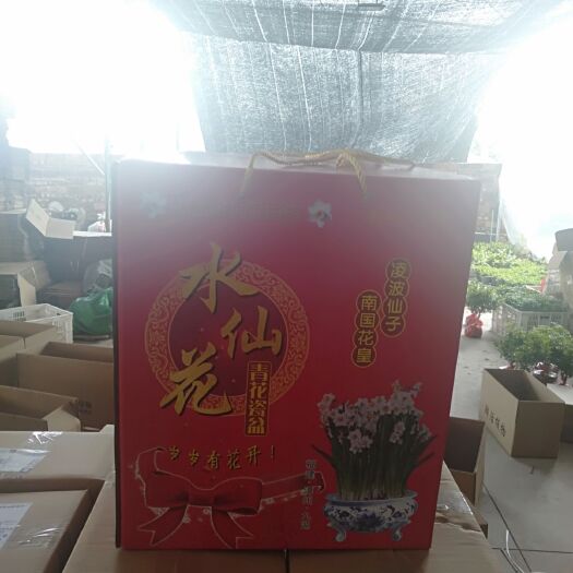 漳州漳州水仙