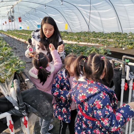 苏州 苏州成都大量草莓供应
