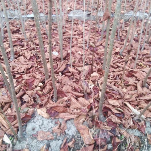 冕宁县 黑珍珠樱桃苗