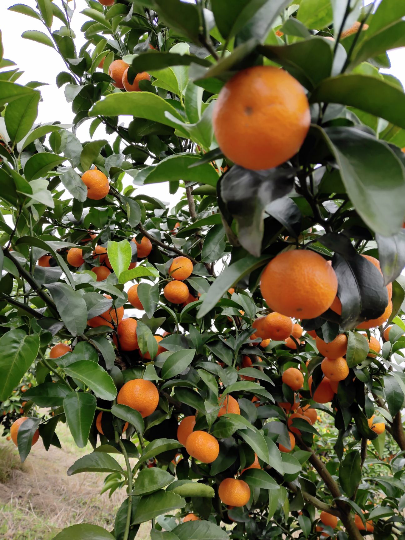 沙糖桔 永福富硒