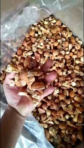 宁化县姫松茸 姬松茸产地直供品质保证