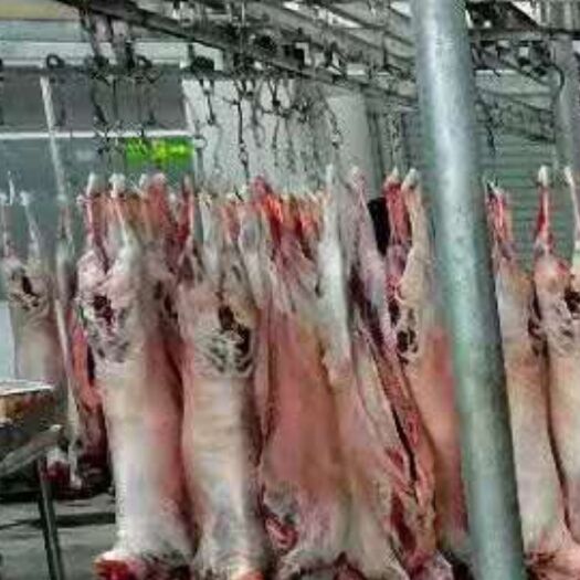 唐县白条羊 冷鲜白条净腔羊，单只体重在52斤左右，现货供应，量大优惠。