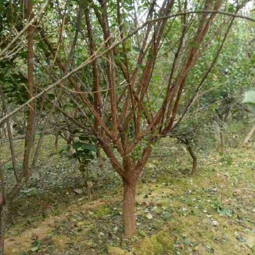 沭阳县红梅 梅花