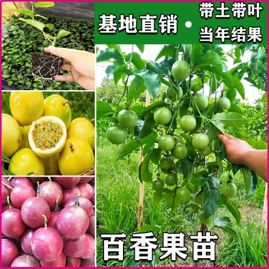  正宗基質(zhì)脫毒芭樂味黃金百香果苗，帶土帶葉發(fā)貨