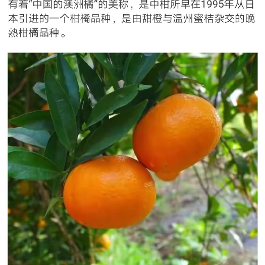 玫瑰香柑 超甜不上火  东江湖产地现摘 春节礼品装包邮