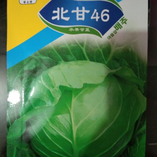 夏邑县绿甘蓝种子 北甘46(水果甘蓝)色绿 质嫩绿  紧实