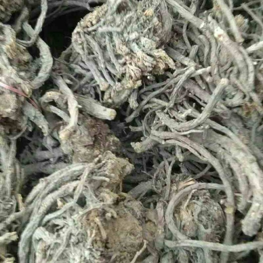 天祝县羌活