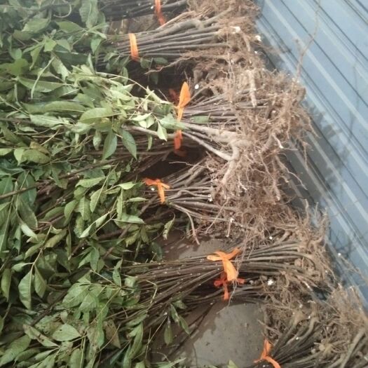 郎溪县 中花吴茱萸
