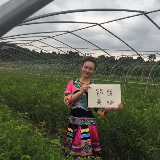 邵东市 早熟，脆甜，锦绣黄桃树苗