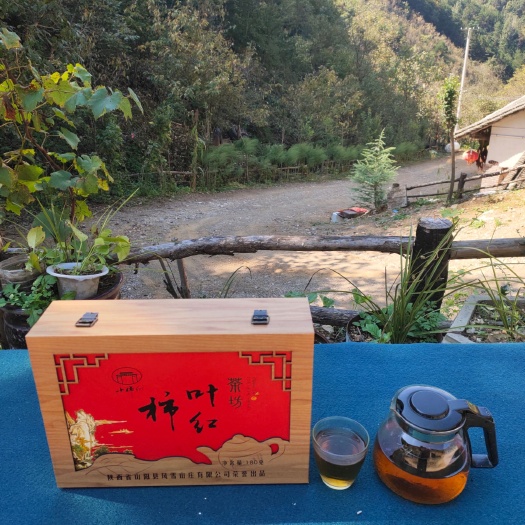 山阳县柿叶茶 野柿叶红茶