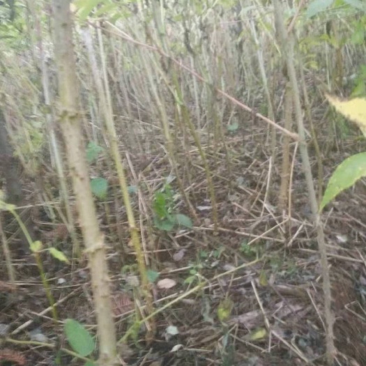 丘北县刺老芽苗