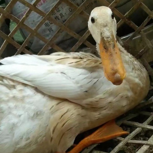 南宁青皮蛋鸭苗 白壳蛋鸭苗 脱温苗