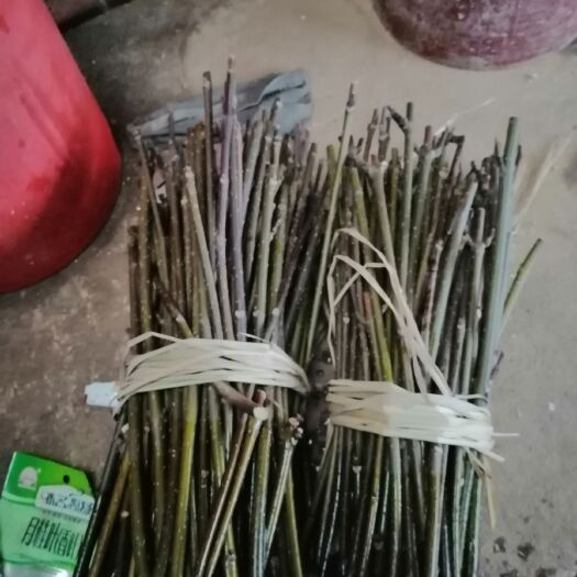 樟树市吴茱萸  江西樟树中花吴株萸枝条自家基地上的现在是育苗的好季节