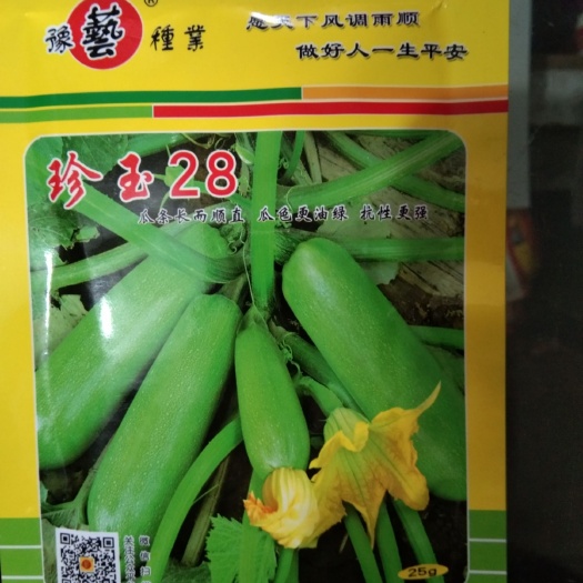 夏邑县 珍玉28西葫芦种子