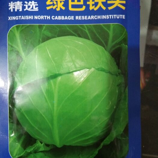 夏邑县绿甘蓝种子 绿色铁头 超纯精选 甘蓝种子
