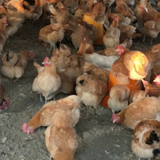 沭阳县 300天散养苏北土鸡老母鸡大量出售，3.3斤，黄油