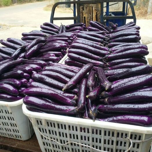 广州茄子苗 高温不变色紫红长茄苗，市场热销品种
