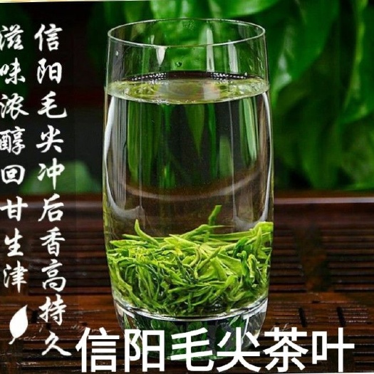 迁安市雀舌茶  正宗信阳毛尖耐泡清香一斤包邮