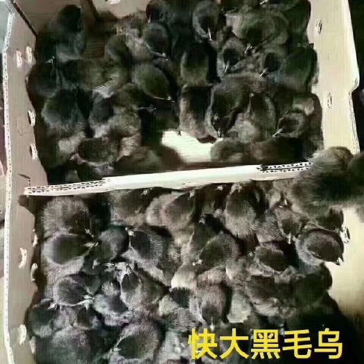 昆明乌骨鸡苗 黑毛乌鸡