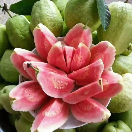灵山县红心芭乐番石榴苗 西瓜芭乐番石榴，，也叫四季梨，一年四季开花