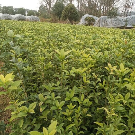 阳朔县八月桂花苗50公分以上