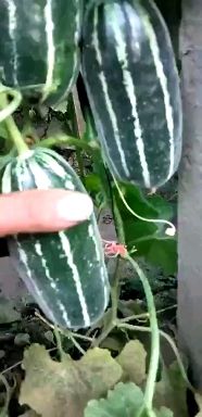  唐山乐亭大棚甜瓜，大棚桃即将上市