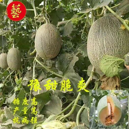 夏邑县哈密瓜种子 豫甜脆爽(甜度超群肉质细脆酥爽 香味醇厚)