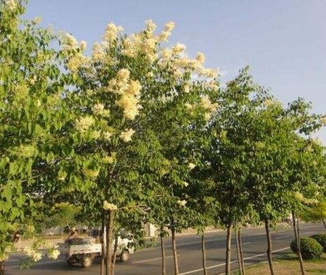 天祝县暴马丁香 4~6cm 4cm以下 2.5~3米