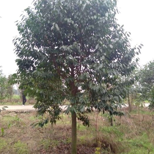 成都 乐昌含笑，四川乐昌含笑基地出售，成都乐昌含笑批发价格