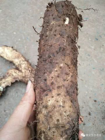  野生山药，品质好