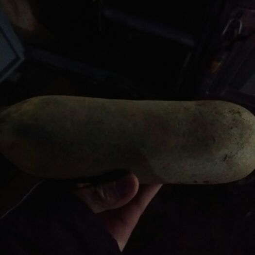 德州青皮绿萝卜 1~1.5斤